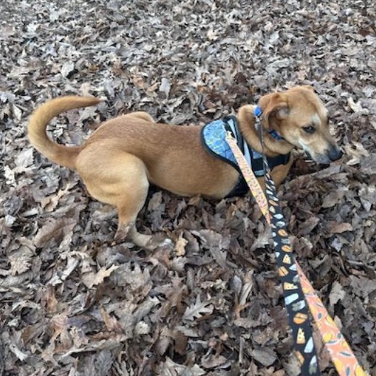 Enlarge Buddy, an adoptable mixed breed in Bartonsville, PA image 6/6