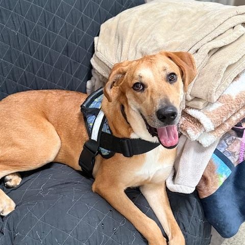 Buddy, adoptable, Young Male Labrador Retriever & Mixed Breed.