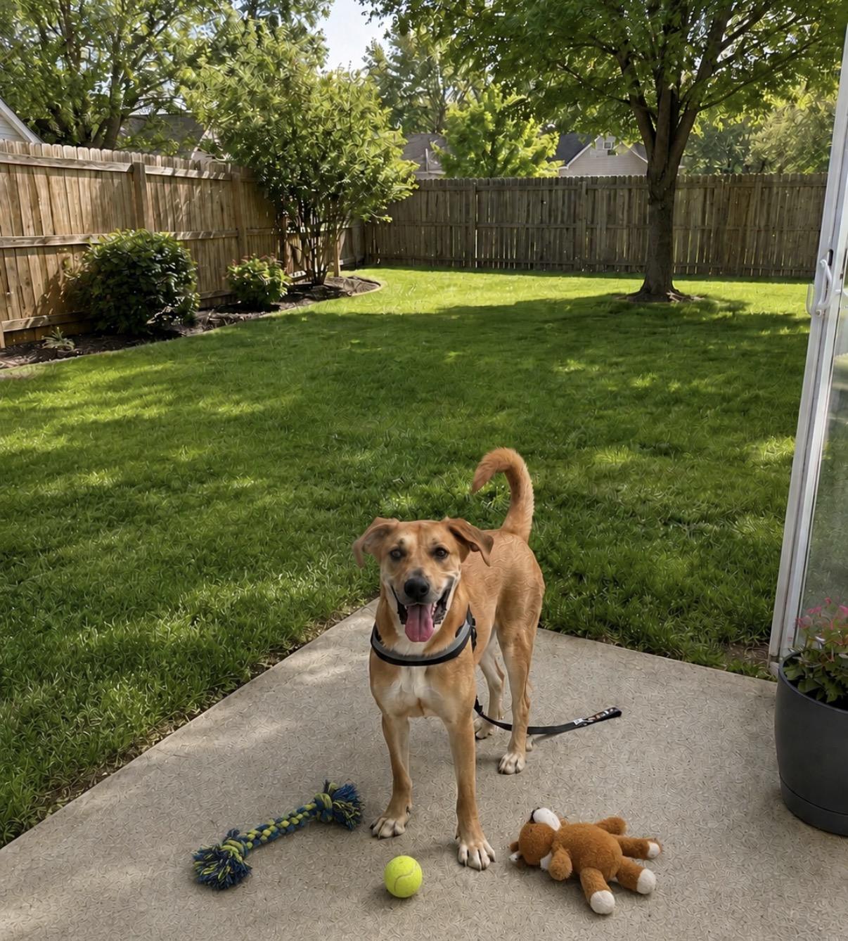 Buddy, adoptable, Young Male Labrador Retriever & Mixed Breed.