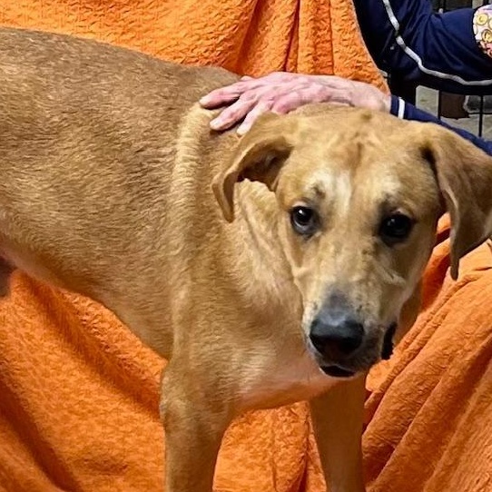 Enlarge Buddy, a ADOPTABLE mixed breed in Bartonsville, PA image 2/3