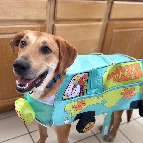 Enlarge Buddy, an adoptable mixed breed in Bartonsville, PA image 5/6