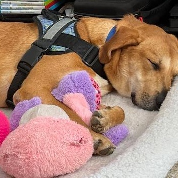 Enlarge Buddy, an adoptable mixed breed in Bartonsville, PA image 4/6