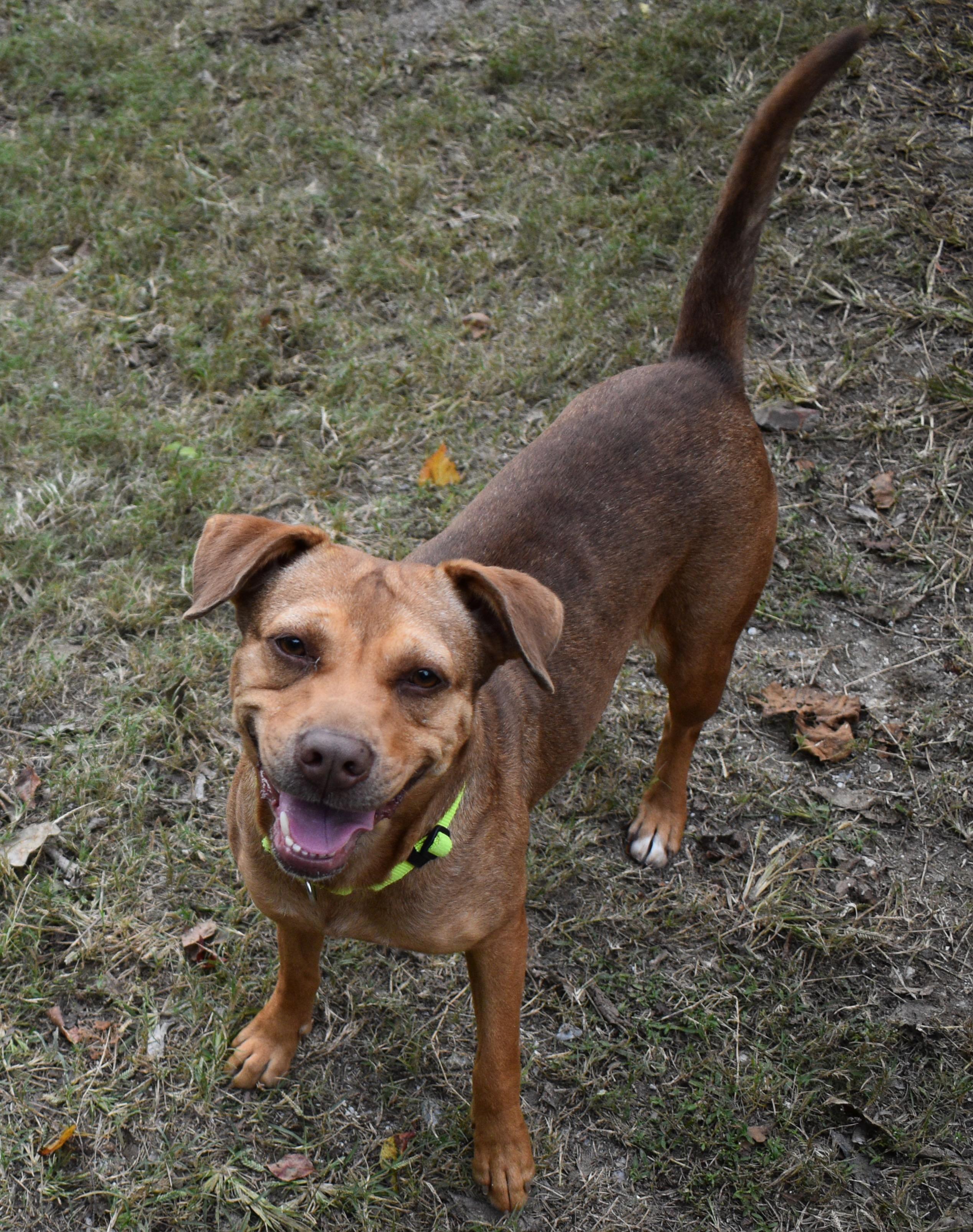BEEBEE, Adoptable, Adult Female Terrier & Black Mouth Cur.