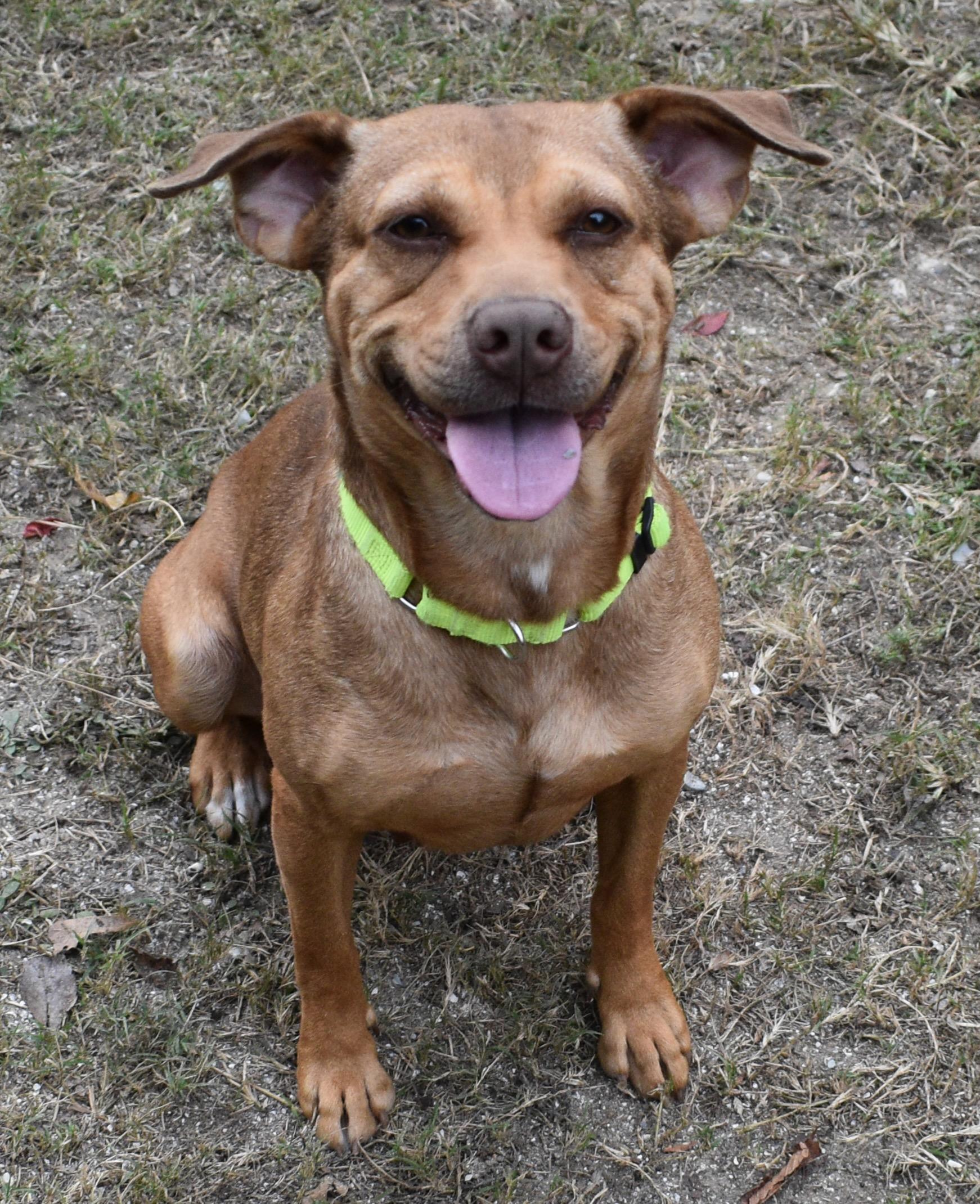 Enlarge BEEBEE, a Adoptable mixed breed in Edisto Island, SC image 2/5