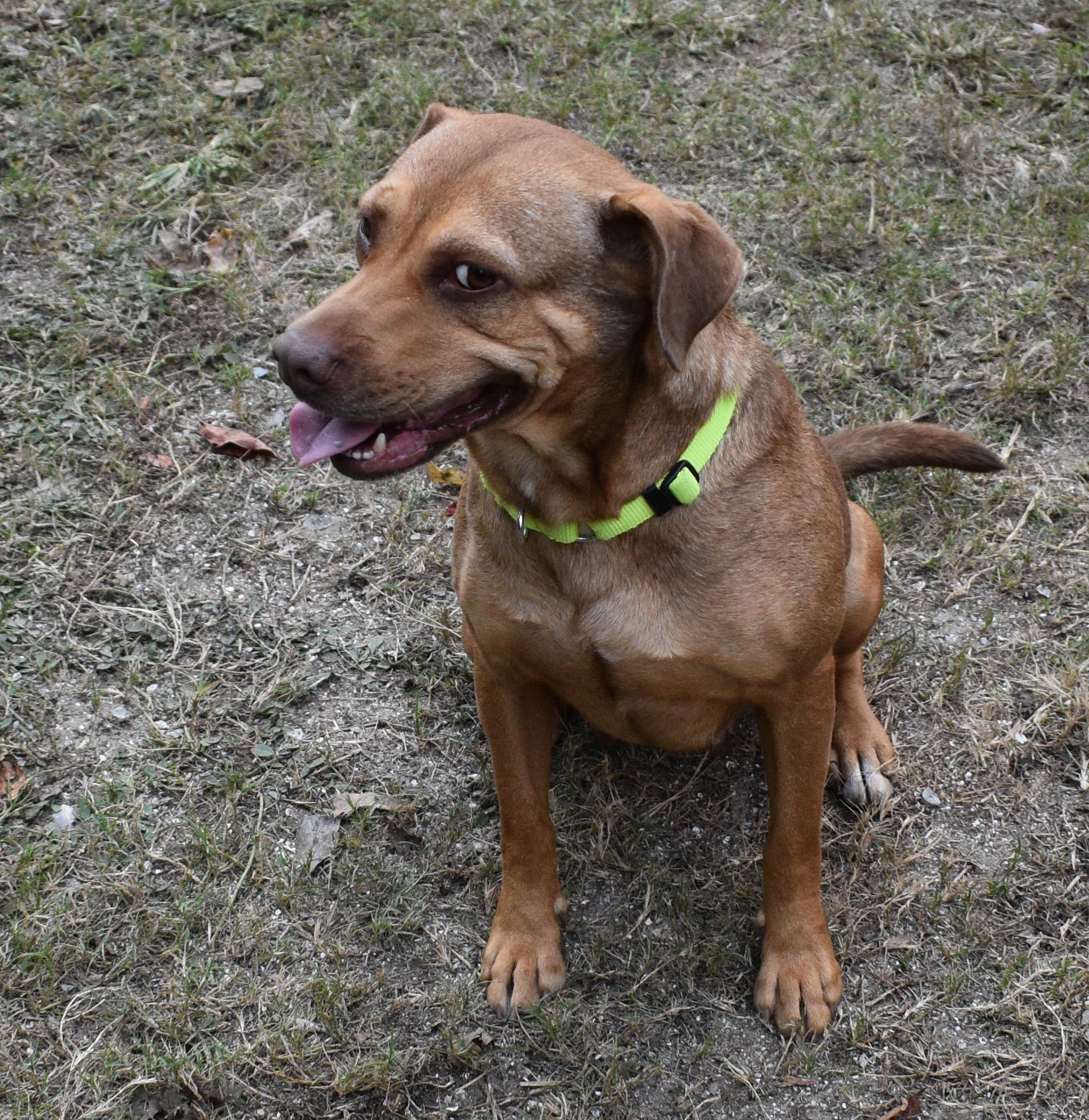 Enlarge BEEBEE, a Adoptable mixed breed in Edisto Island, SC image 4/5