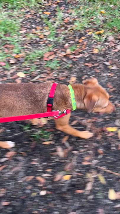 Enlarge BEEBEE, a Adoptable mixed breed in Edisto Island, SC video 5/5