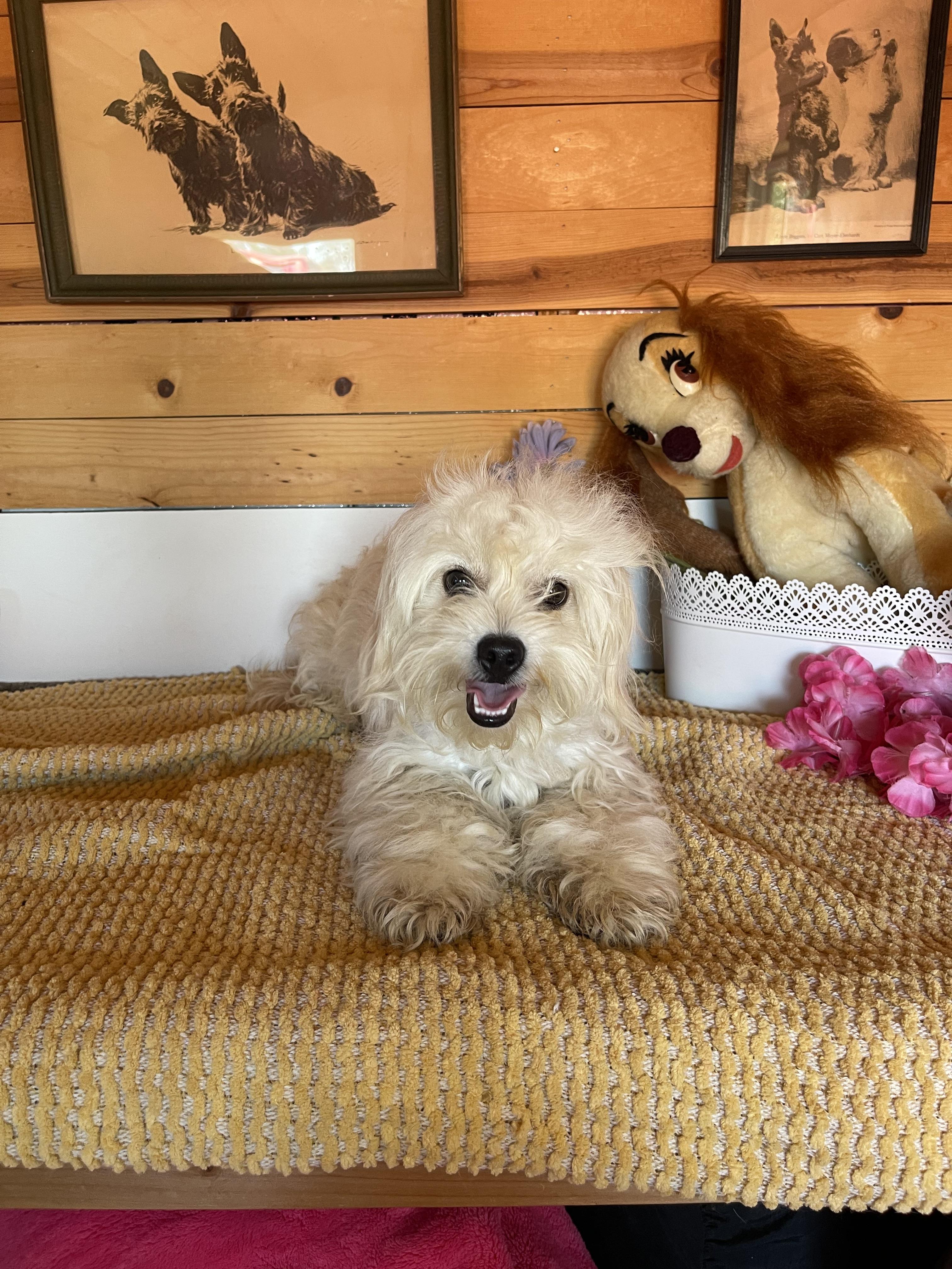 Chris, a ADOPTABLE mixed breed in Vacaville, CA image 4/5