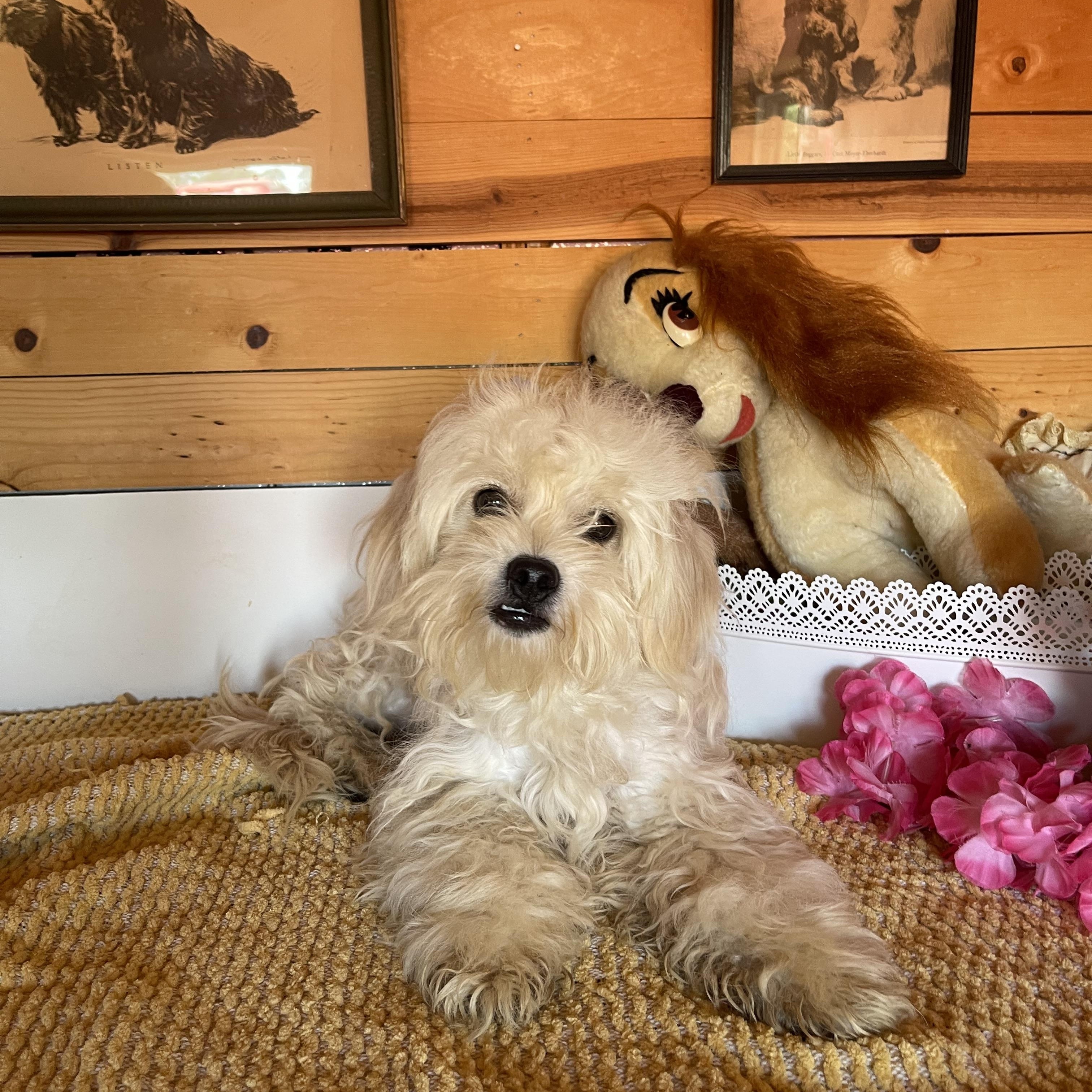Chris, ADOPTABLE, Young Male Bichon Frise & Maltese.