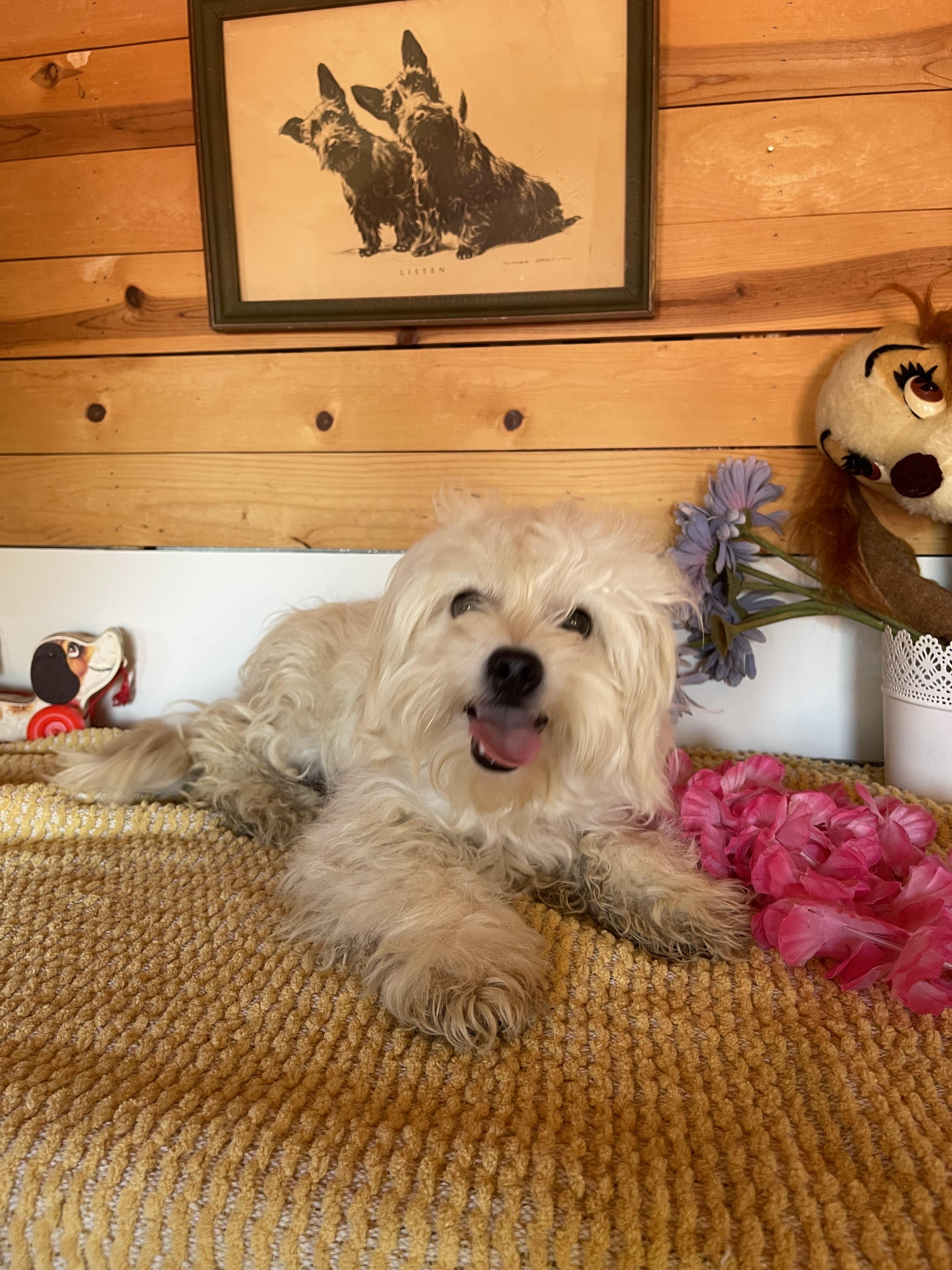 Chris, a ADOPTABLE mixed breed in Vacaville, CA image 3/5
