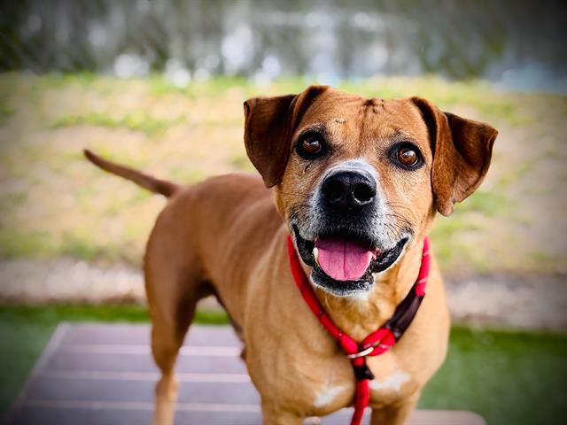 Enlarge EDWARD, a Adoptable mixed breed in Orlando, FL image 1/1