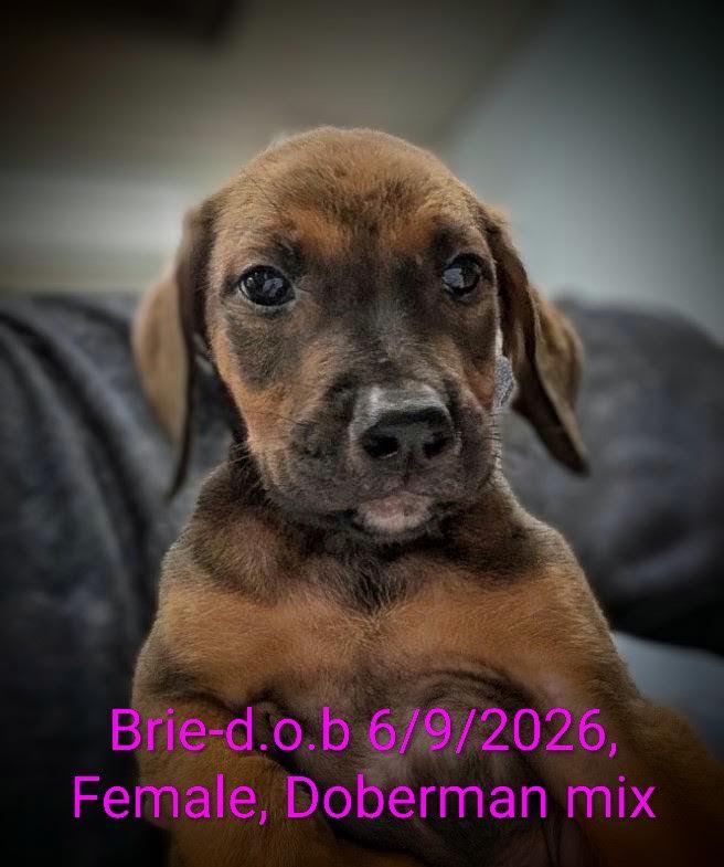 Enlarge Brie, a ADOPTABLE mixed breed in Mauston, WI image 1/1