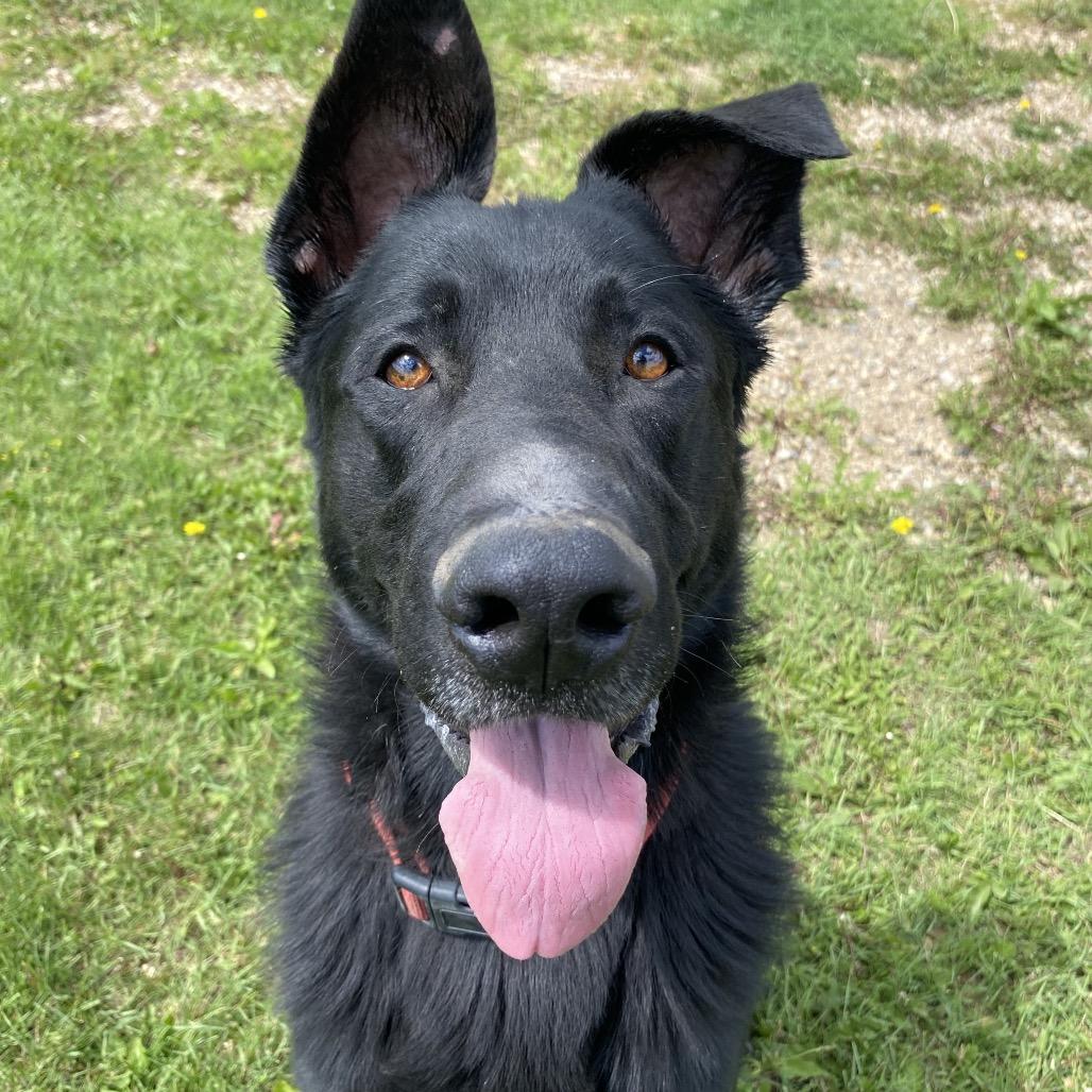 Hummer, an adoptable German Shepherd Dog, Black Labrador Retriever in Melfort, SK, S0E 1A0 | Photo Image 2