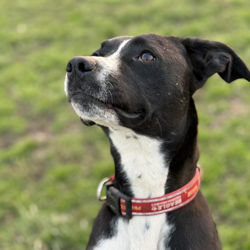 Poptart, a Adoptable mixed breed in Nowata, OK image 1/6