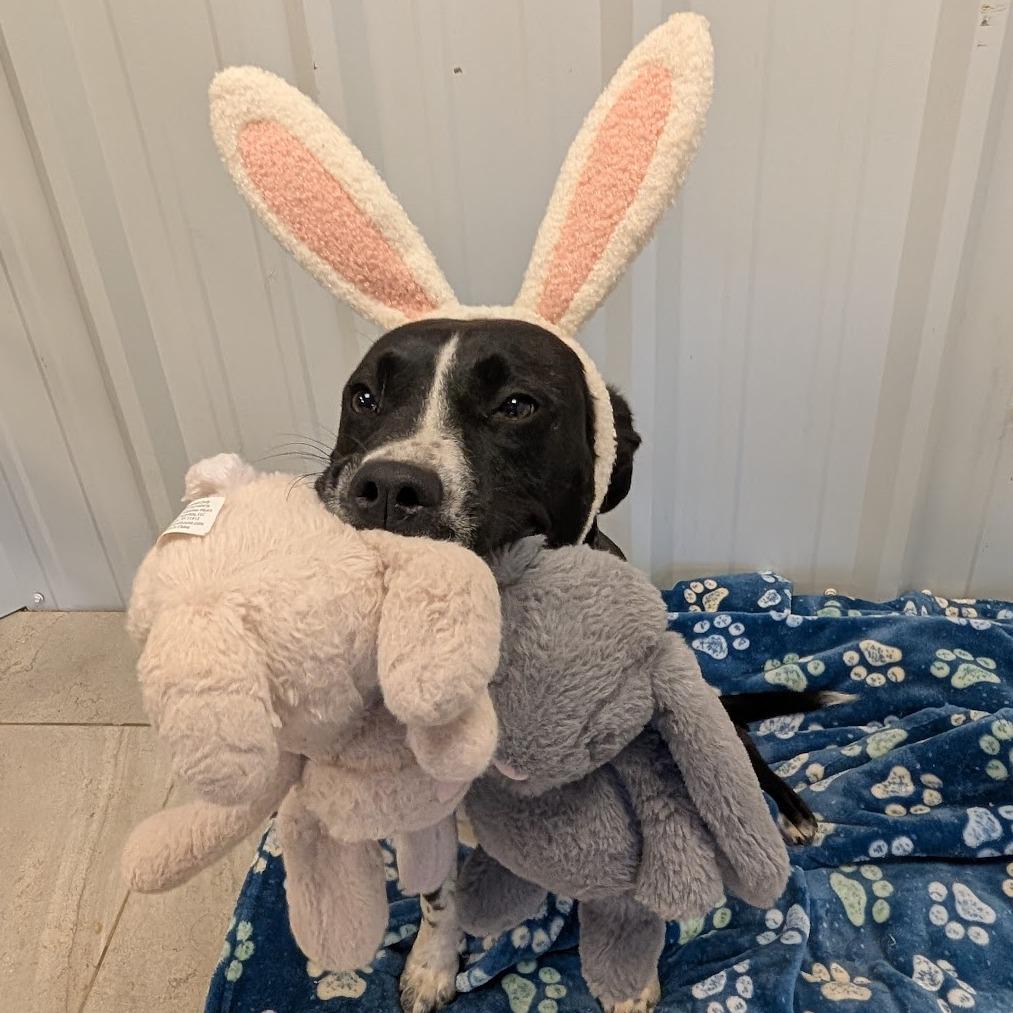 Poptart, Adoptable, Adult Female Labrador Retriever & Mixed Breed.