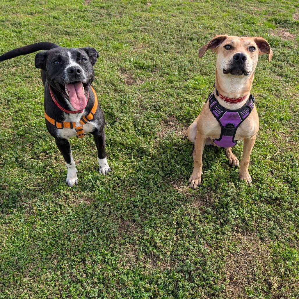 Poptart, a Adoptable mixed breed in Nowata, OK image 2/6