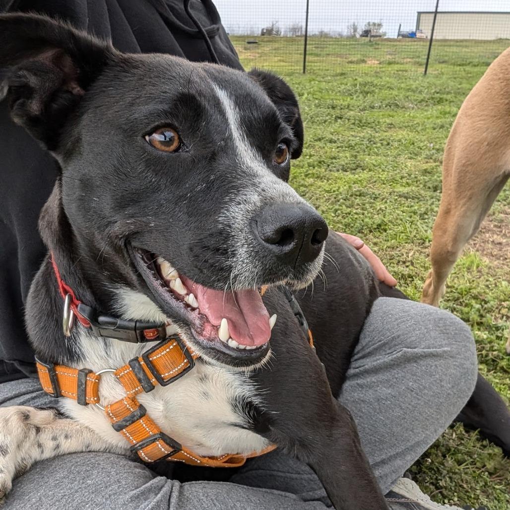 Poptart, a Adoptable mixed breed in Nowata, OK image 4/6