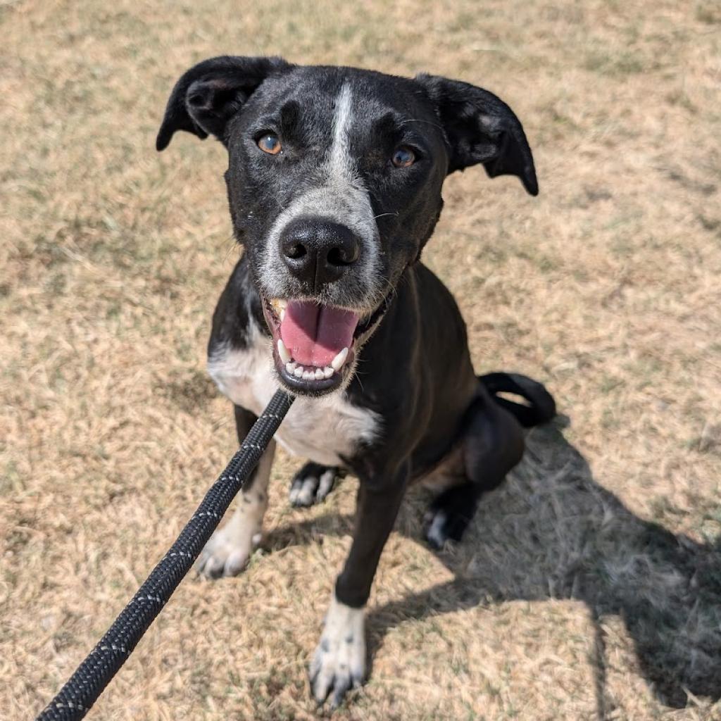 Poptart, a Adoptable mixed breed in Nowata, OK image 6/6