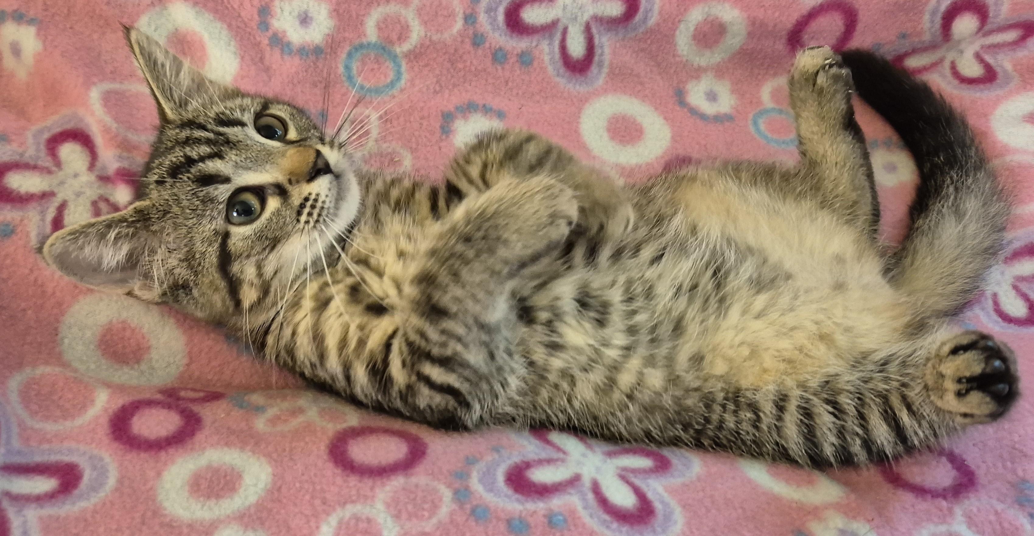 YUZU, a ADOPTABLE Domestic Short Hair in Highland Park, NJ image 1/4