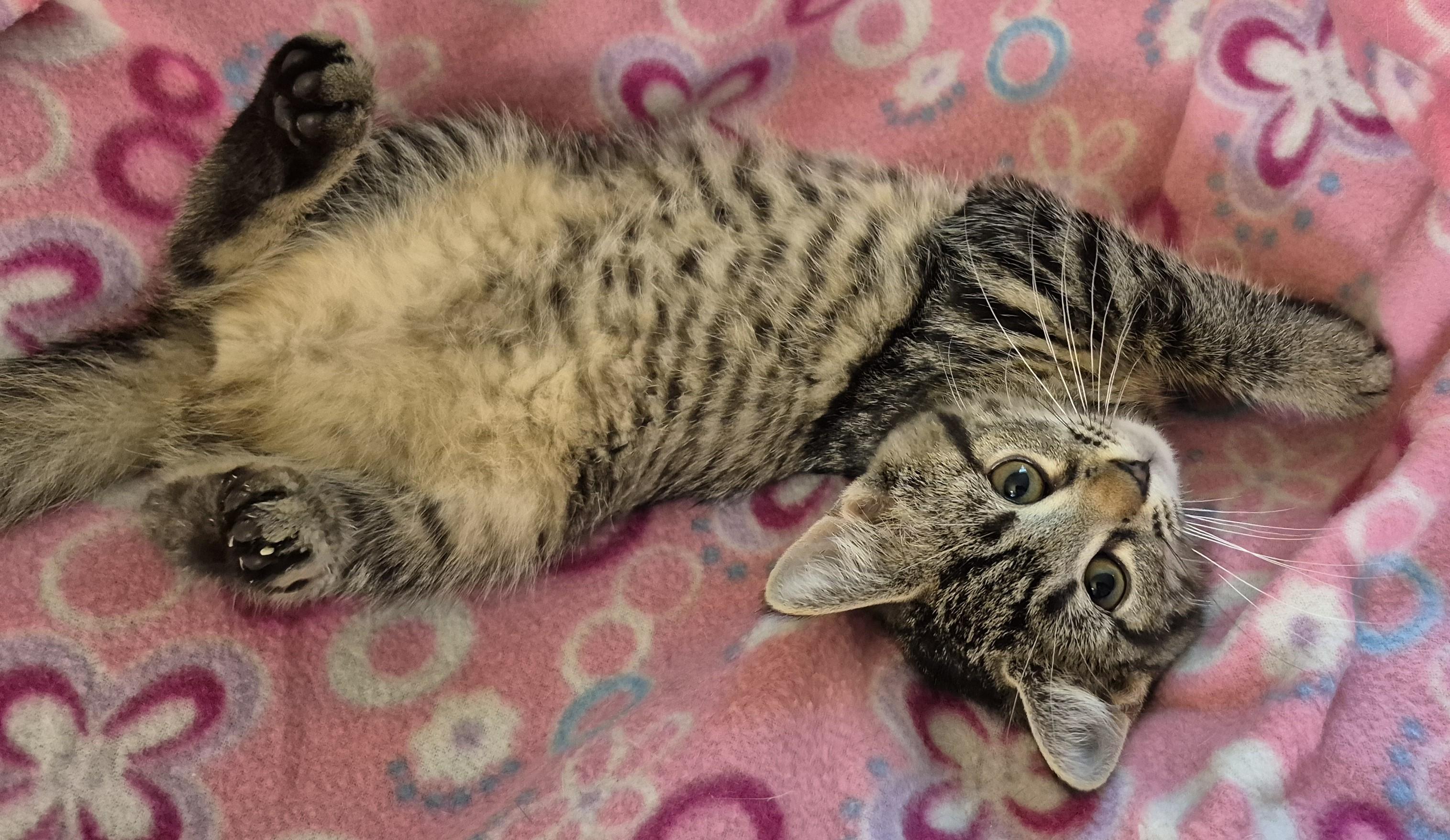 YUZU, a ADOPTABLE Domestic Short Hair in Highland Park, NJ image 4/4