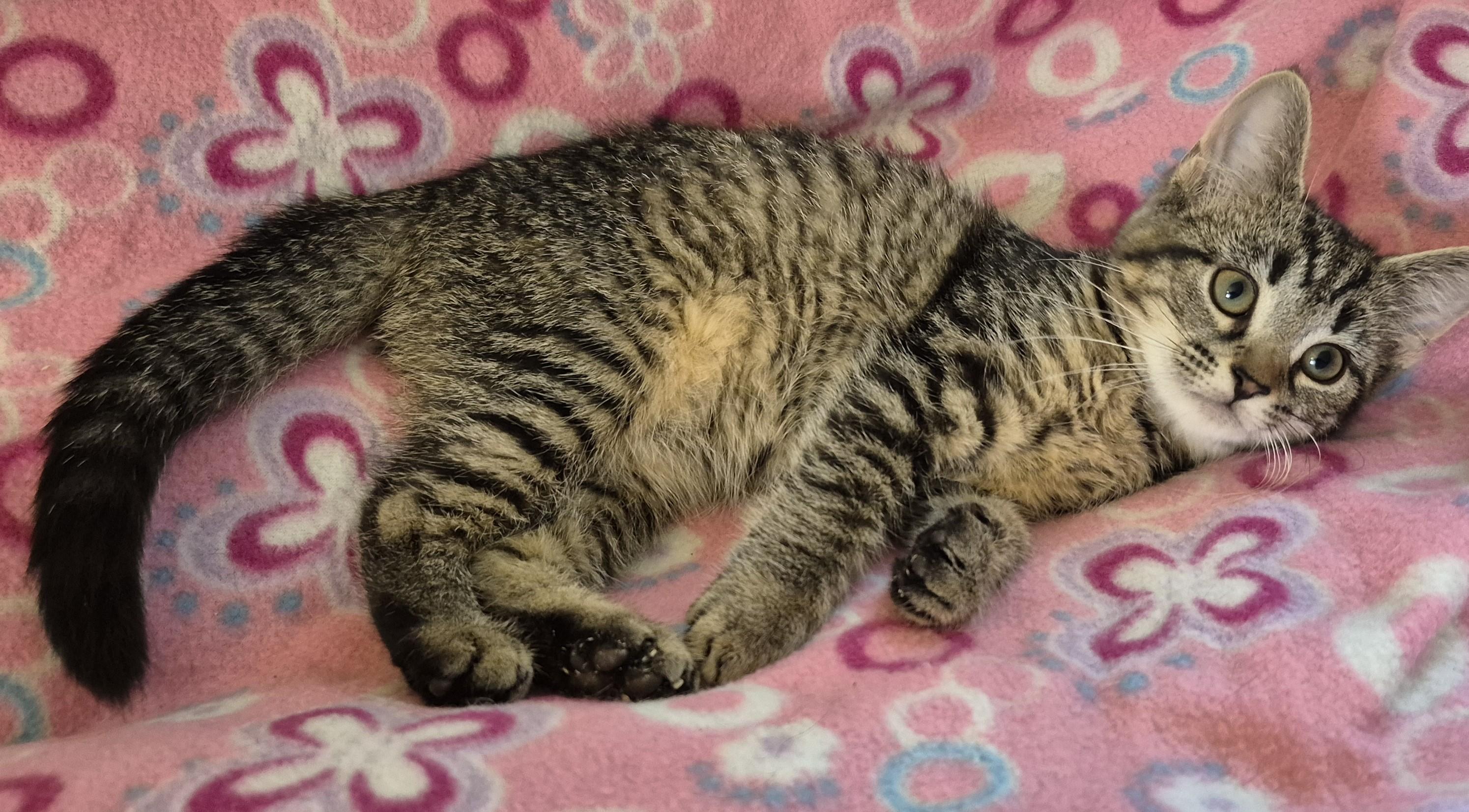 YUZU, a ADOPTABLE Domestic Short Hair in Highland Park, NJ image 2/4
