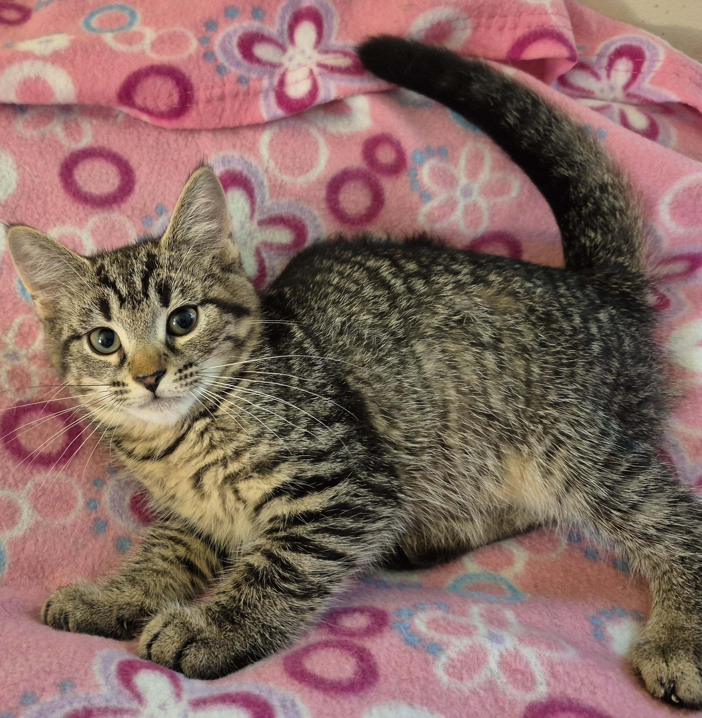 YUZU, a ADOPTABLE Domestic Short Hair in Highland Park, NJ image 3/4