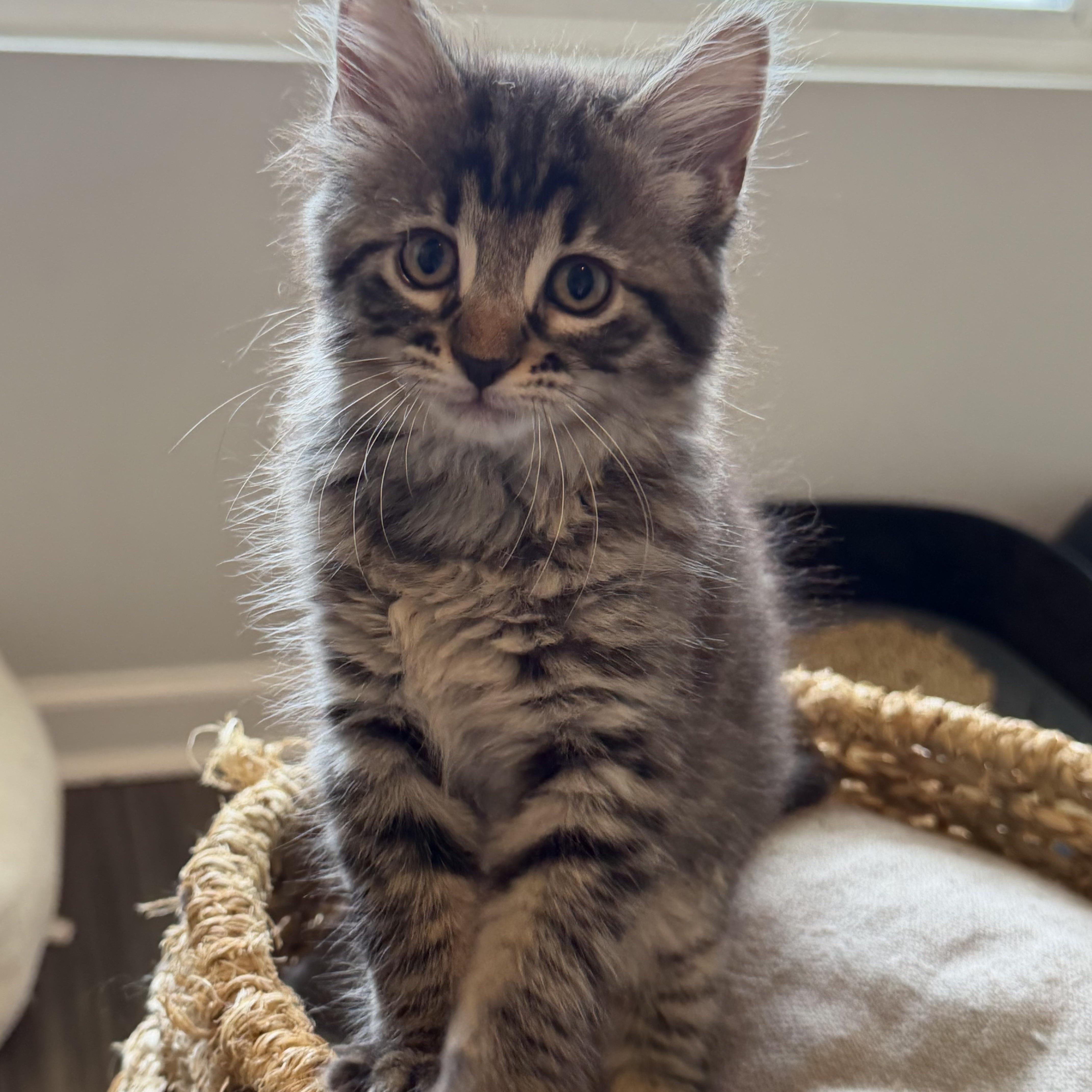 Velma 2, an adopted Domestic Long Hair in Beaufort, SC image 2/5