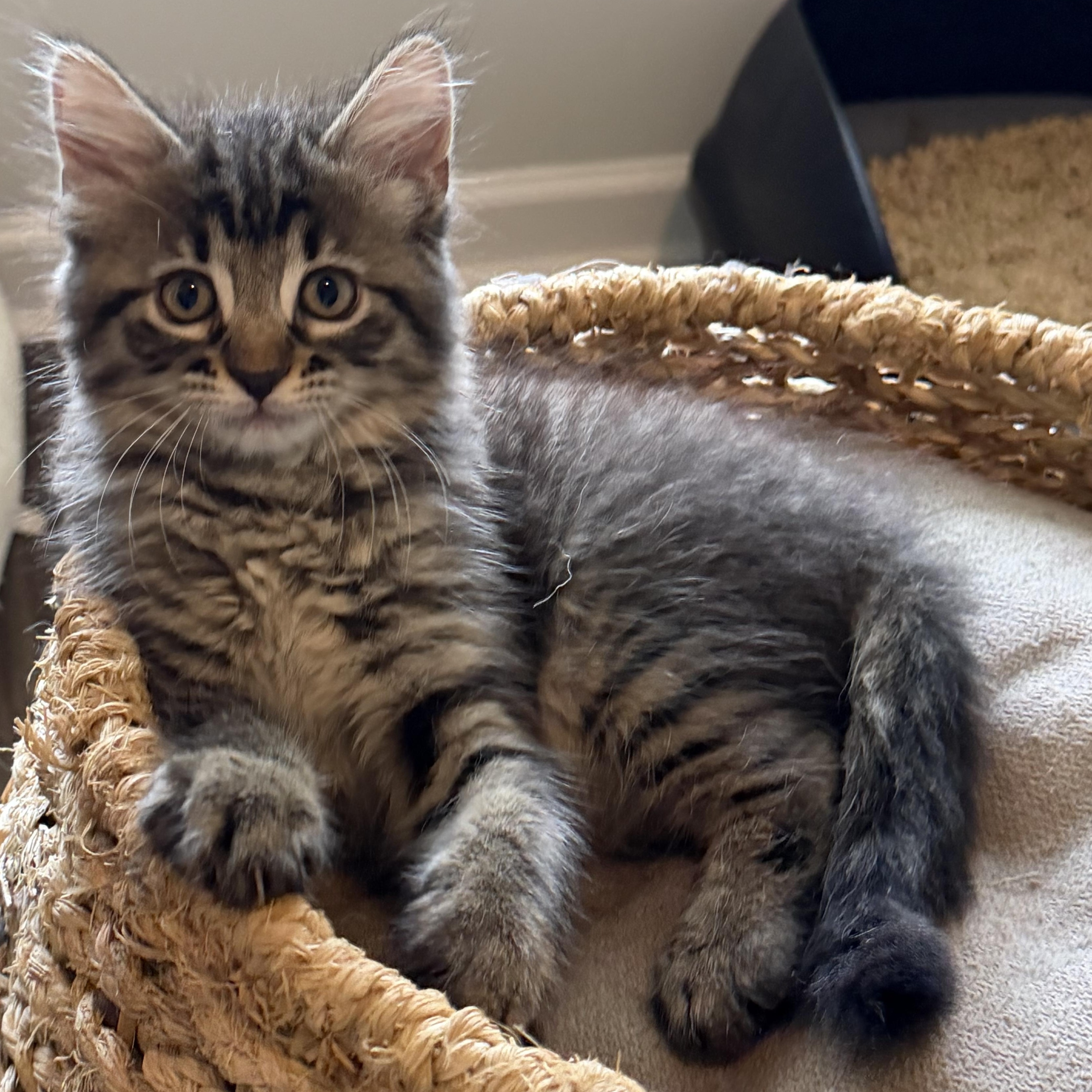 Velma 2, adopted, Kitten Female Domestic Long Hair.