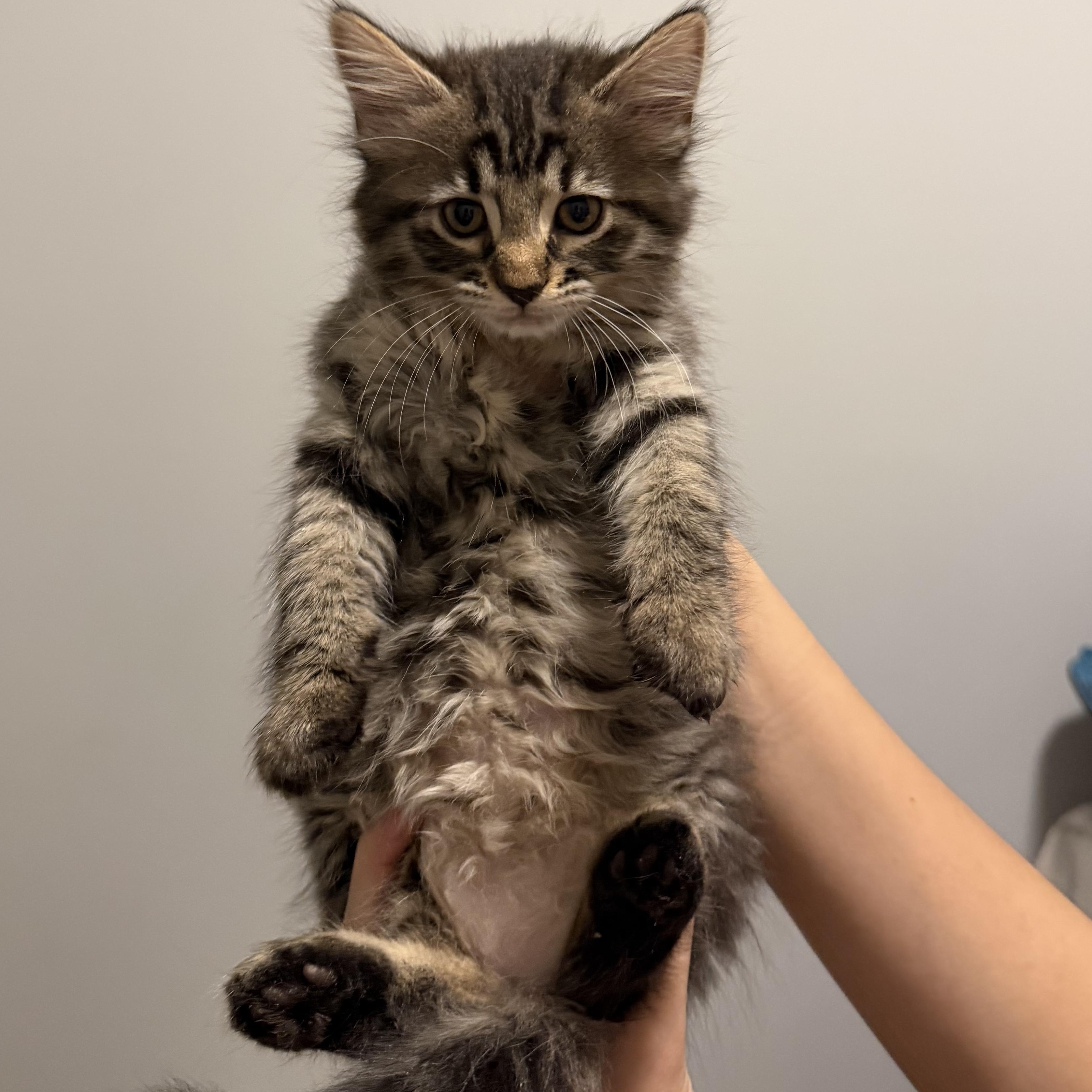 Velma 2, an adopted Domestic Long Hair in Beaufort, SC image 4/5