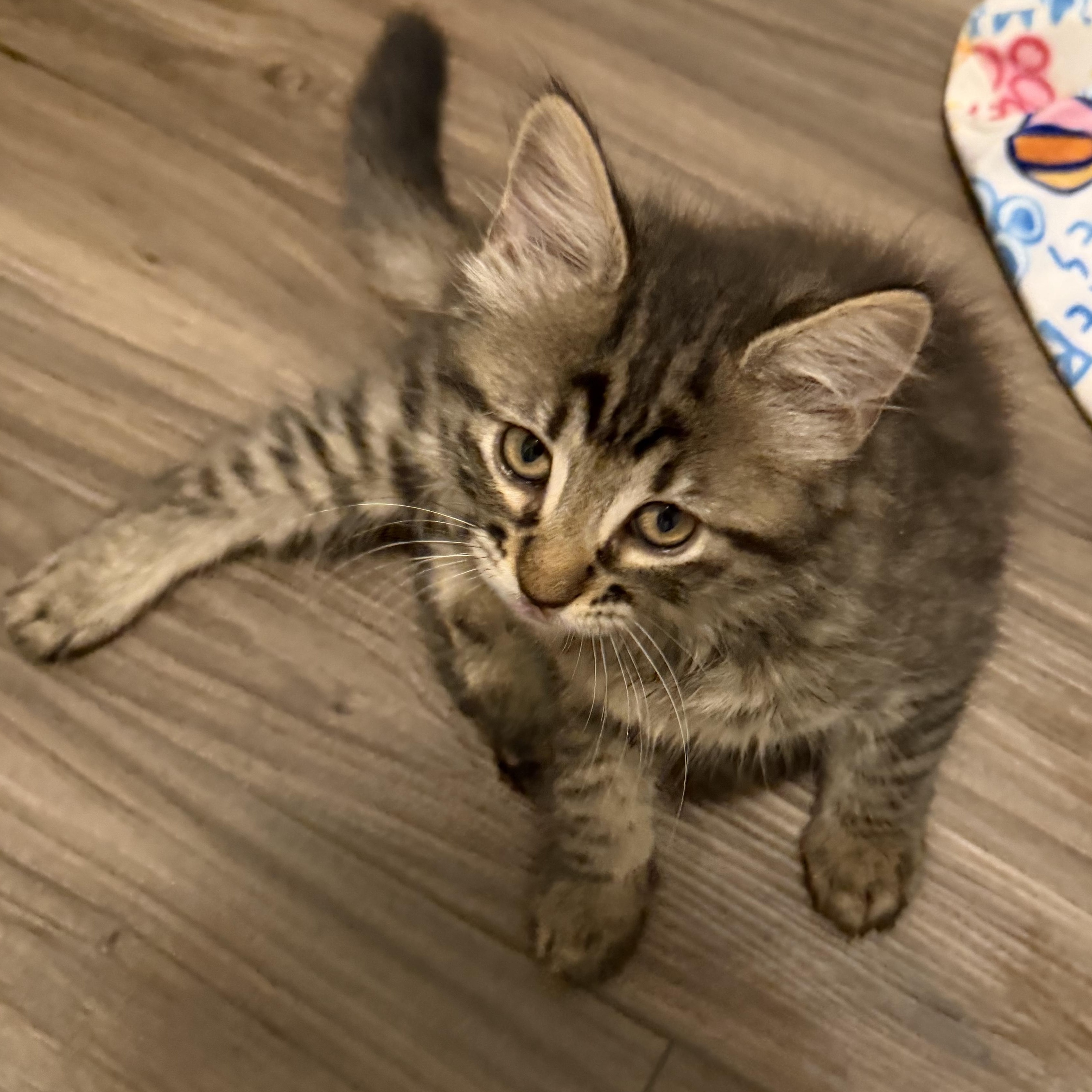 Velma 2, an adopted Domestic Long Hair in Beaufort, SC image 3/5