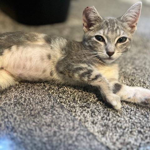 Froggy, Adoptable, Young Female Domestic Short Hair.