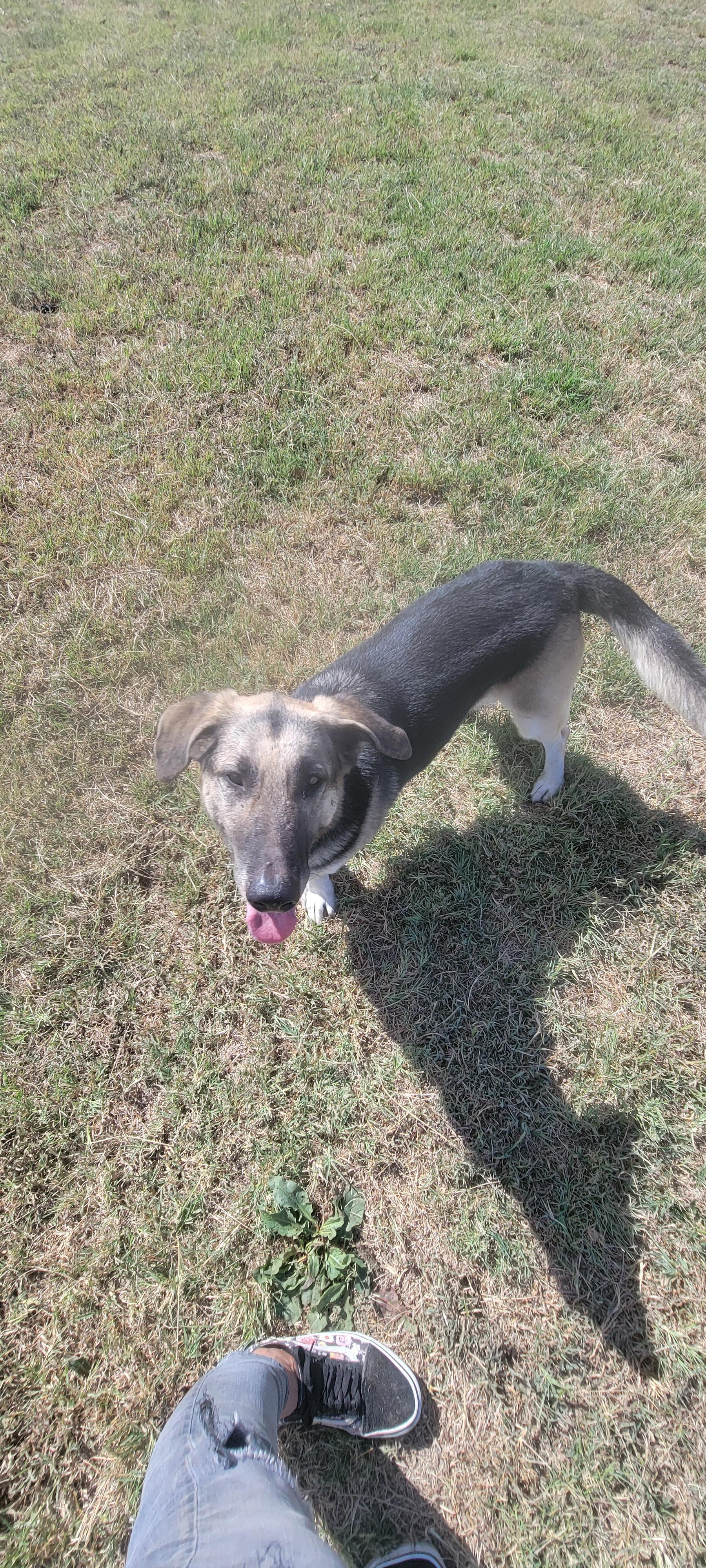 Enlarge Mini, a Adoptable mixed breed in Denver, CO image 3/3