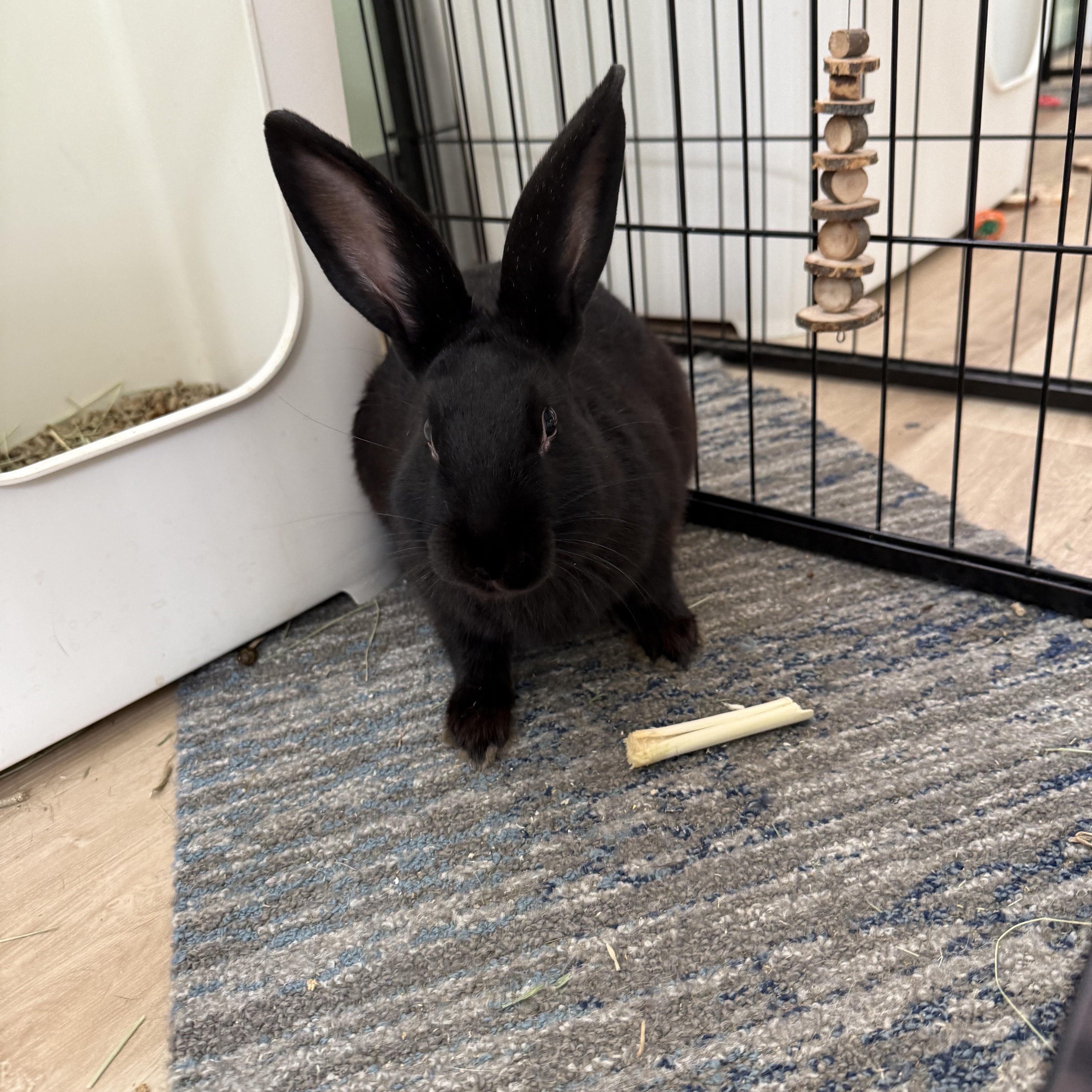 Elvis Parsley , a ADOPTABLE mixed breed in Frederick, MD image 2/5