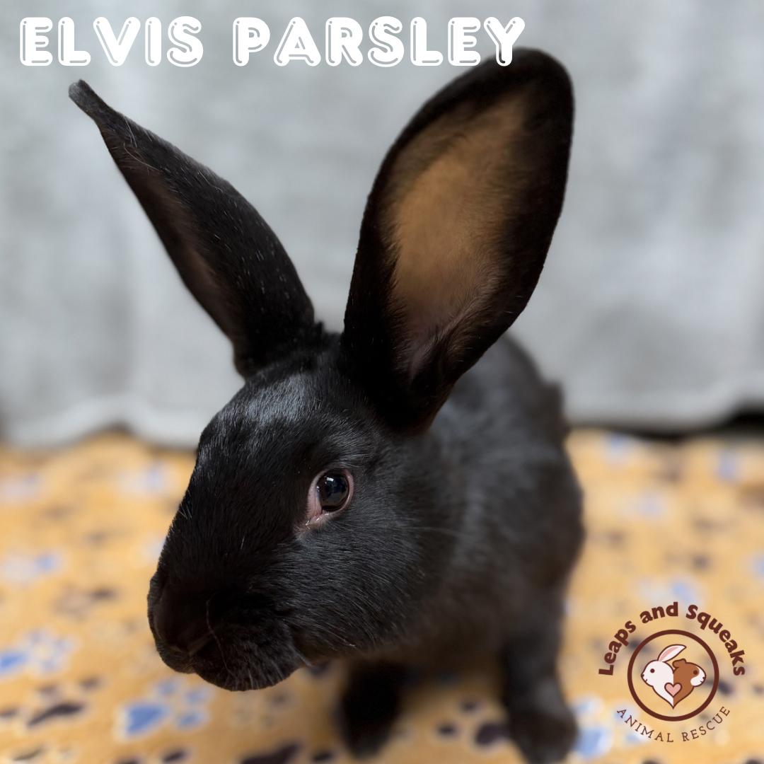 Elvis Parsley , ADOPTABLE, Young Male American.