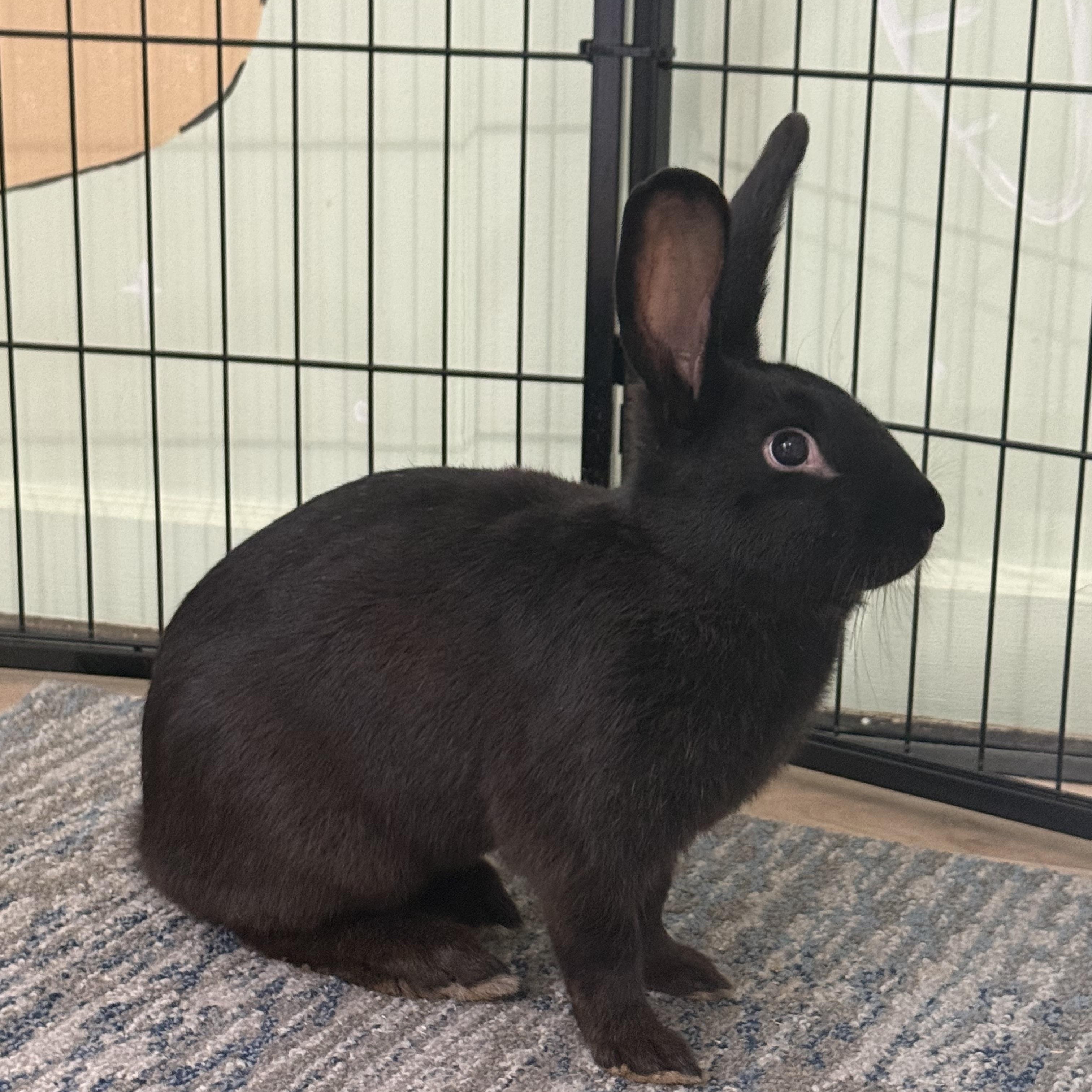 Enlarge Elvis Parsley , a ADOPTABLE mixed breed in Frederick, MD image 2/2