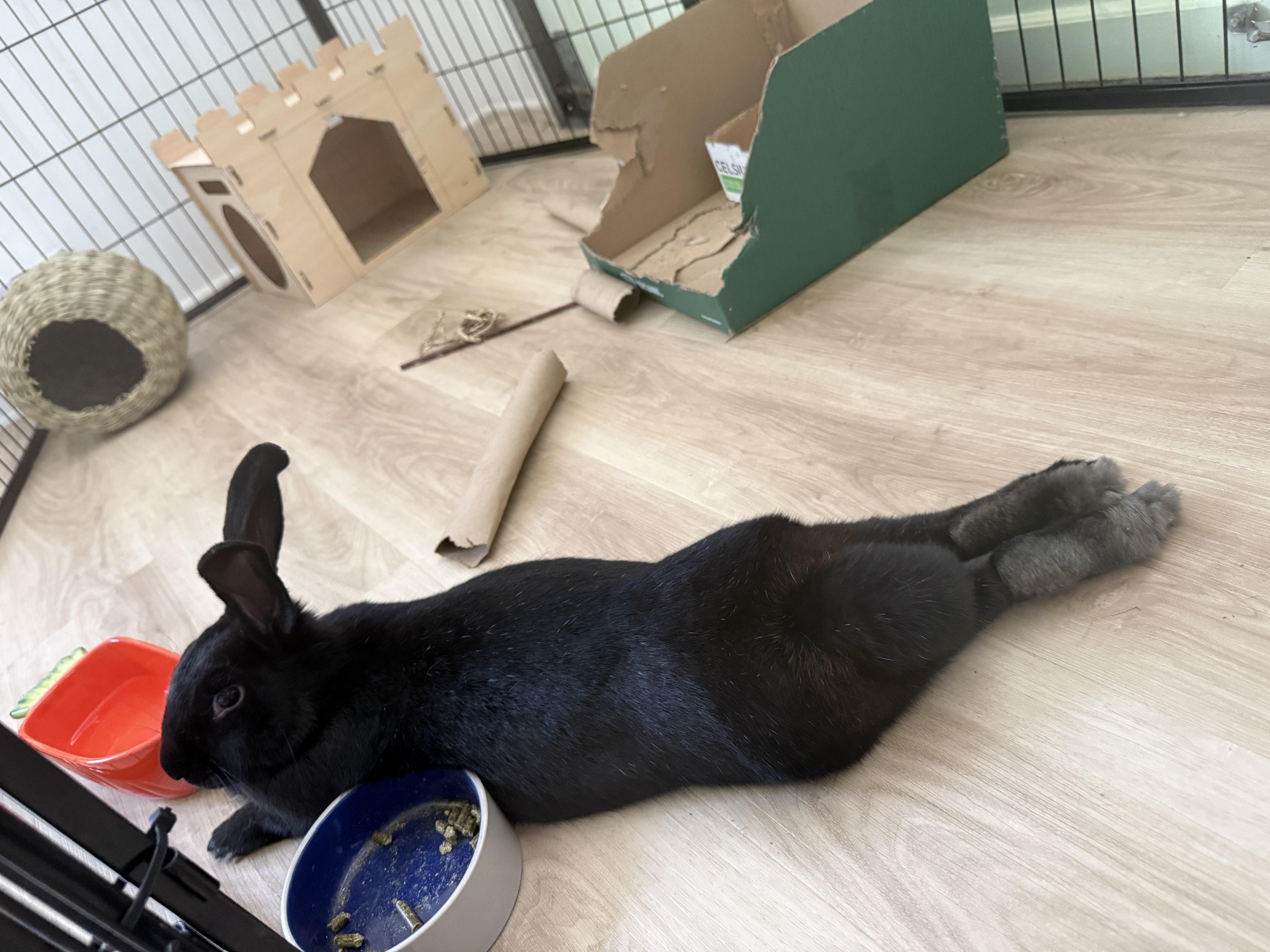 Enlarge Elvis Parsley , a ADOPTABLE mixed breed in Frederick, MD image 2/5