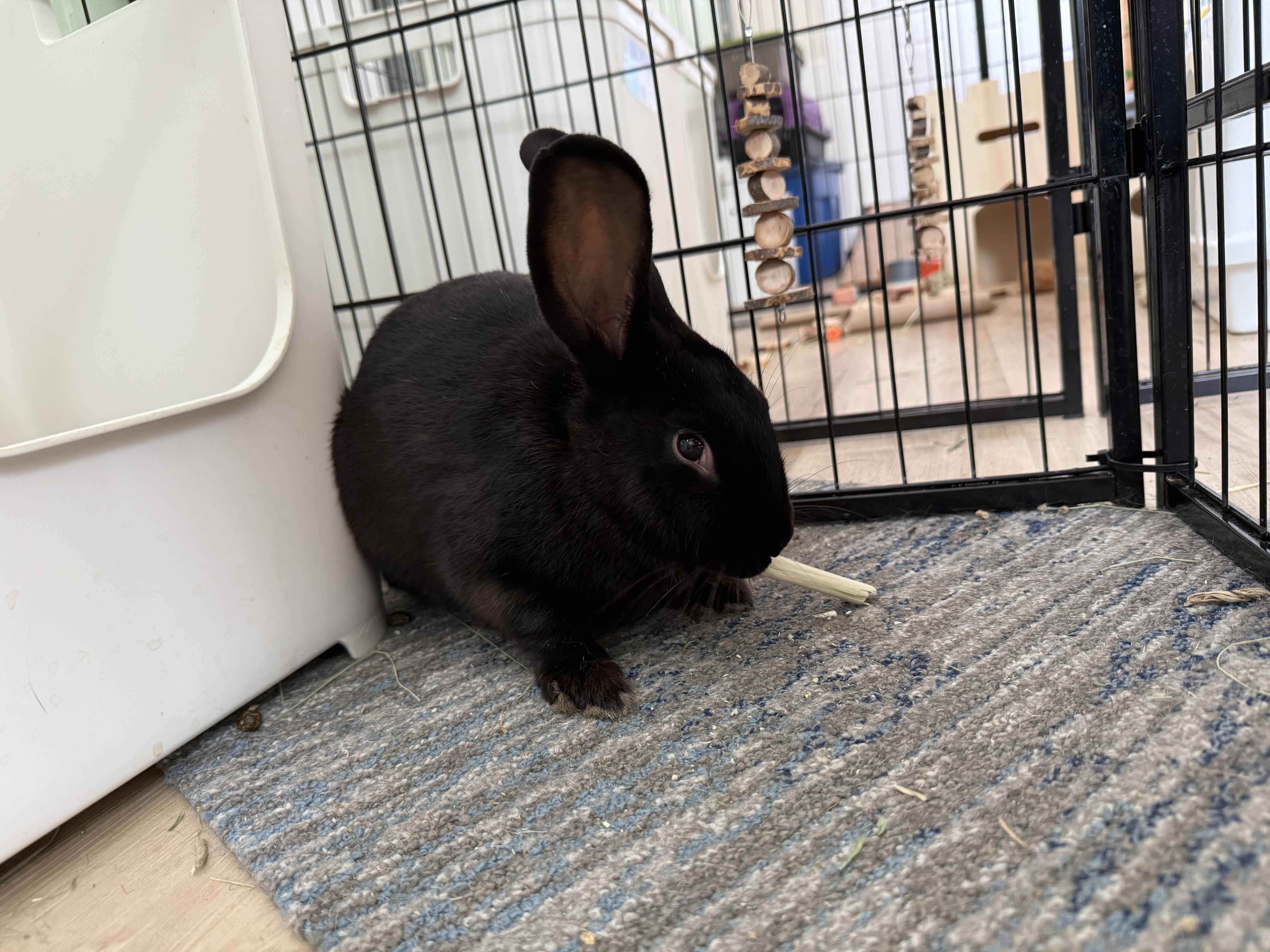 Elvis Parsley , a ADOPTABLE mixed breed in Frederick, MD image 5/5