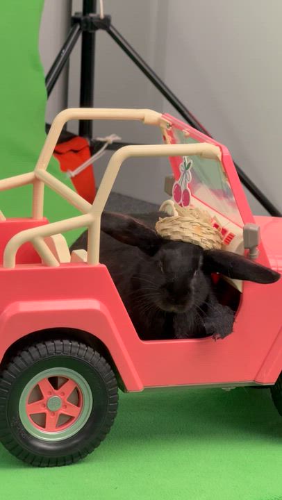 Enlarge Elvis Parsley , a ADOPTABLE mixed breed in Frederick, MD video 4/5