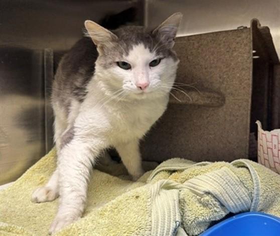 Enlarge STUART, a Adoptable mixed breed in Anchorage, AK image 1/1