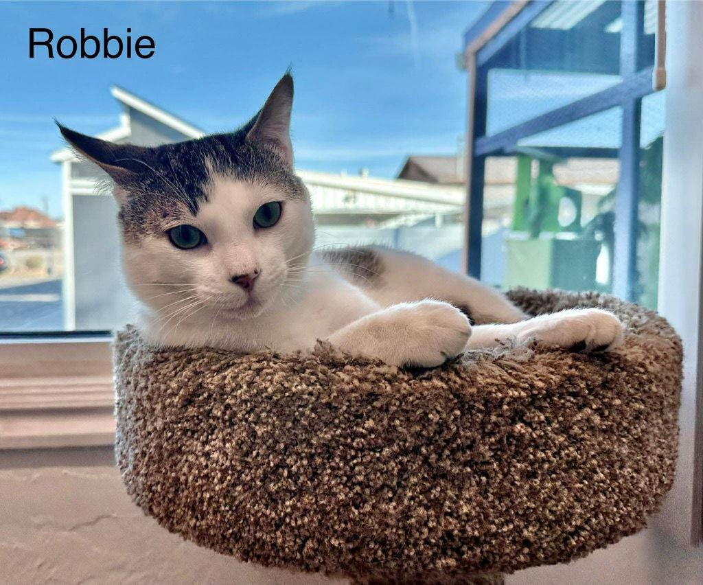 Robbie, Adoptable, Young Male Domestic Short Hair.