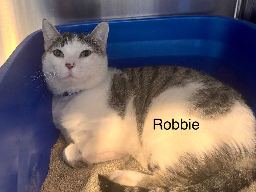 Enlarge Robbie, a Adoptable Domestic Short Hair in Saint George, UT image 2/2