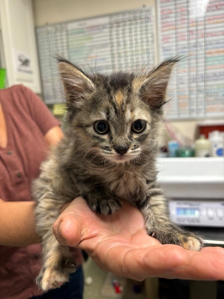 Enlarge Rizzo, a Adopted mixed breed in Fort Lauderdale, FL image 1/1