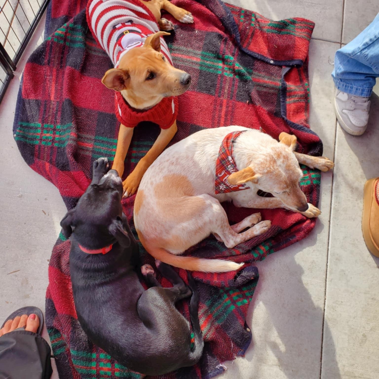 Enlarge Cynthia, a ADOPTABLE mixed breed in Encinitas, CA image 5/6