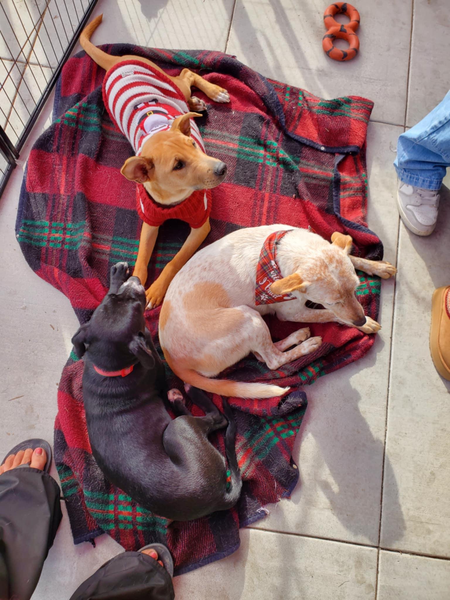 Enlarge Cynthia, a ADOPTABLE mixed breed in Encinitas, CA image 5/6