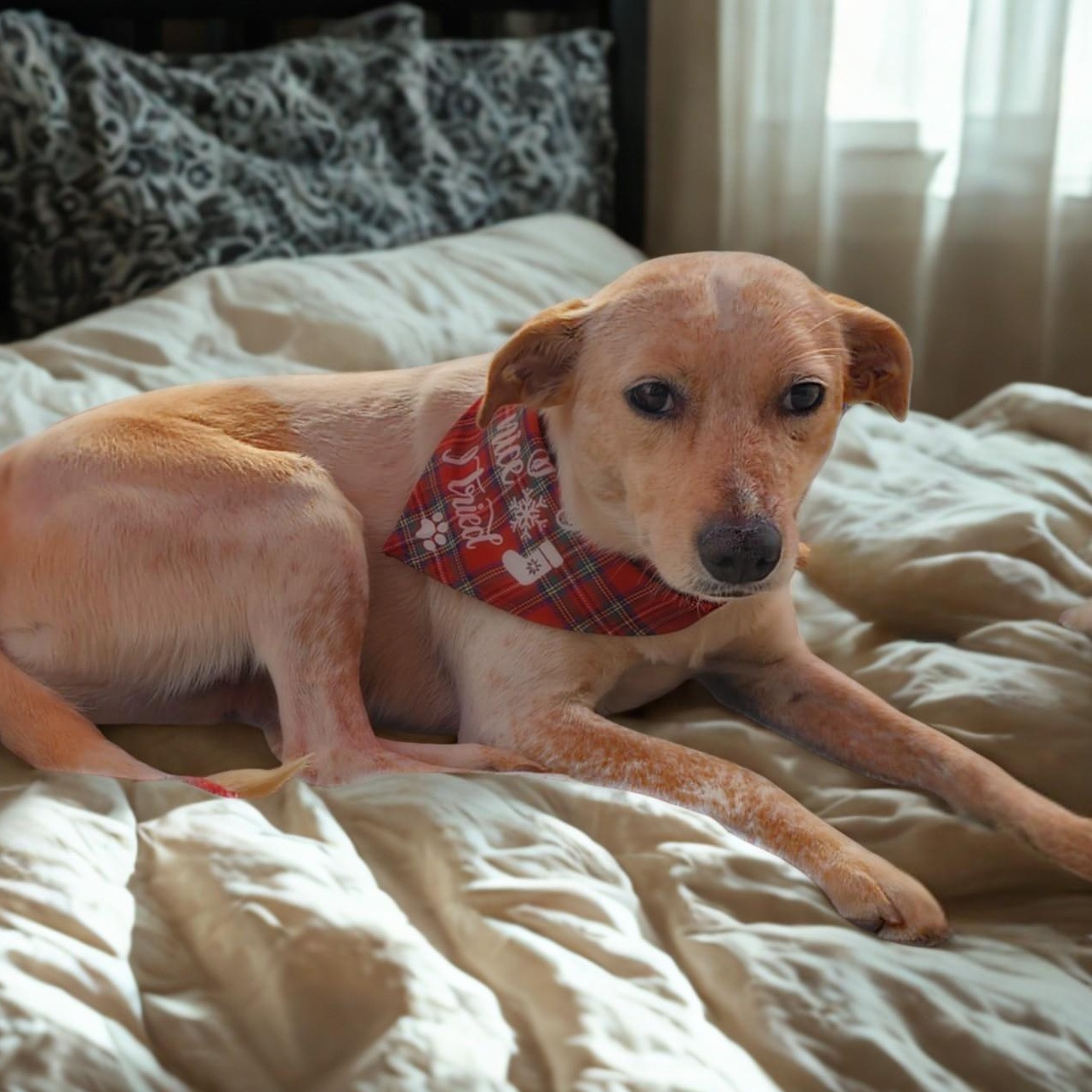 Cynthia, ADOPTABLE, Young Female Cattle Dog & Labrador Retriever.