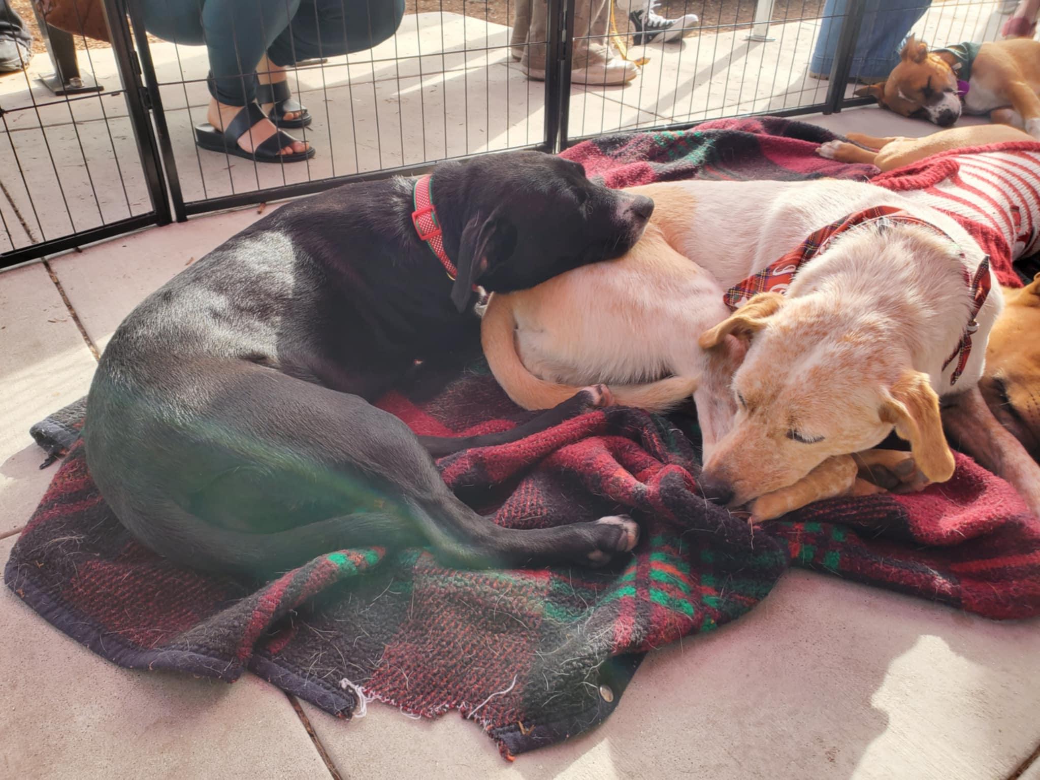 Enlarge Cynthia, a ADOPTABLE mixed breed in Encinitas, CA image 4/6