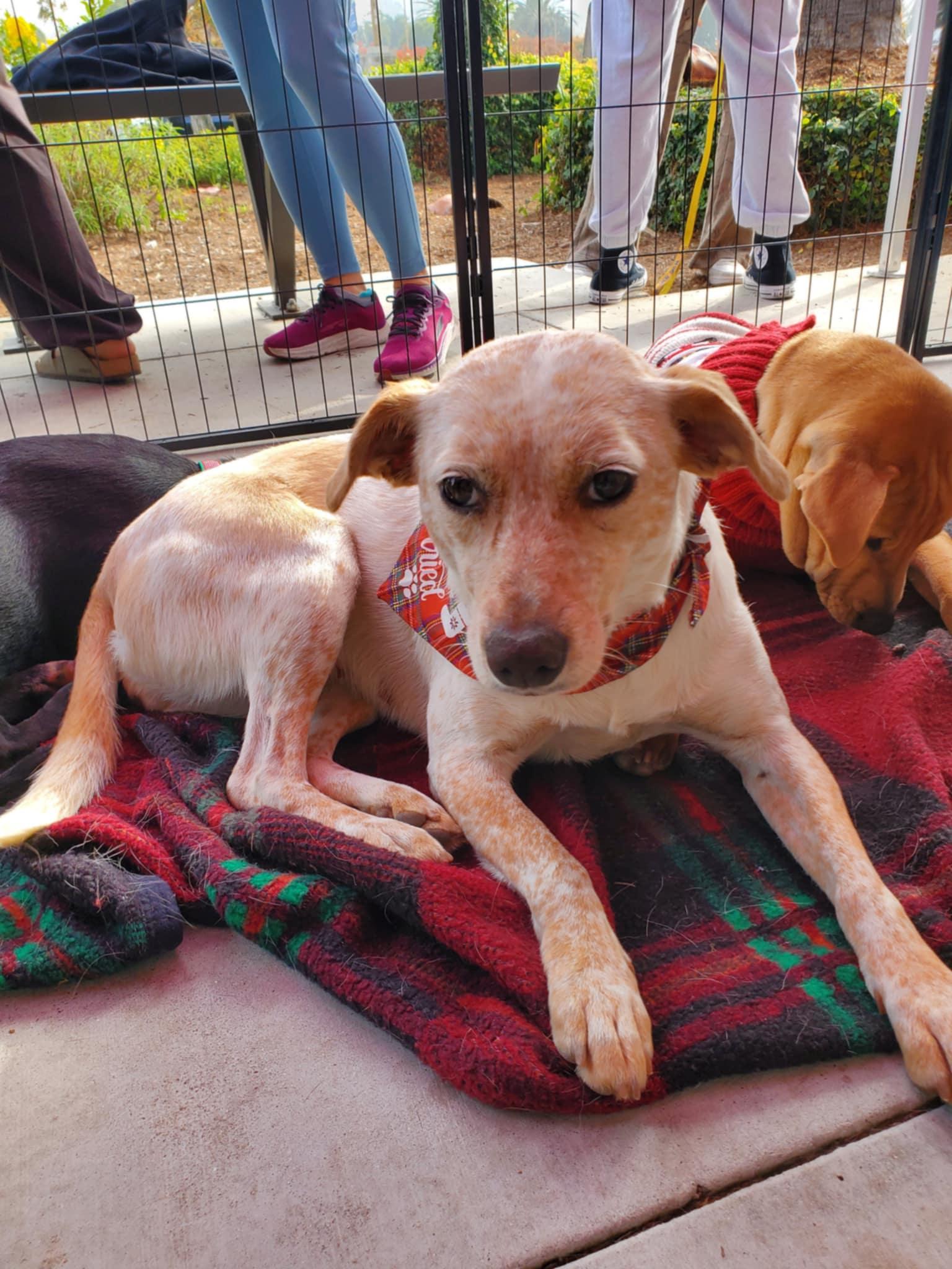 Enlarge Cynthia, a ADOPTABLE mixed breed in Encinitas, CA image 3/6