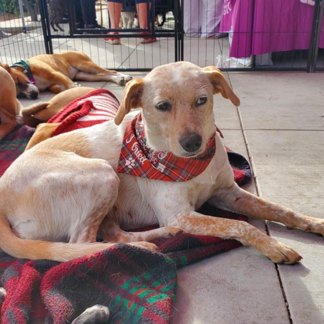 Enlarge Cynthia, a ADOPTABLE mixed breed in Encinitas, CA image 2/6