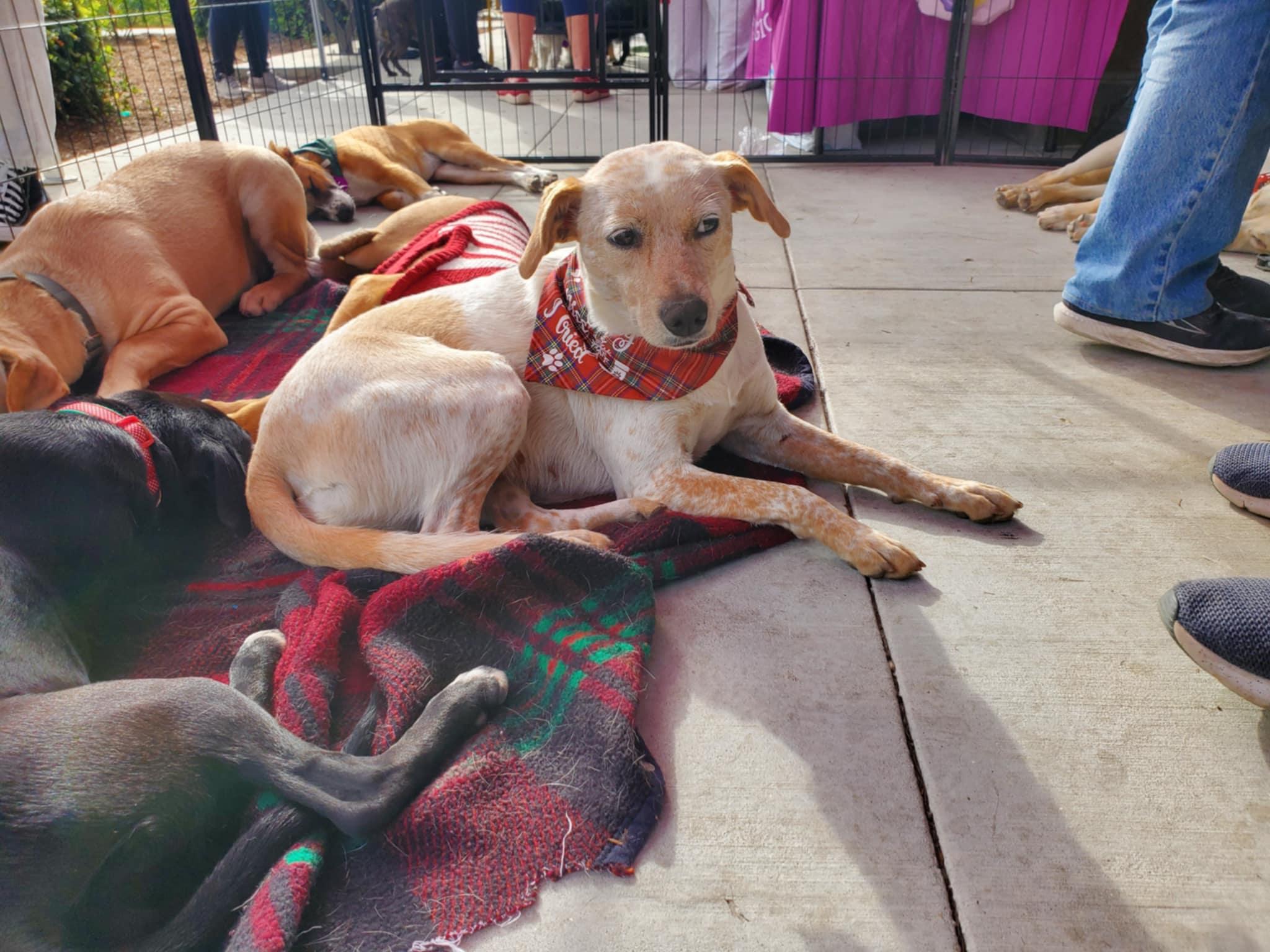 Enlarge Cynthia, a ADOPTABLE mixed breed in Encinitas, CA image 2/6