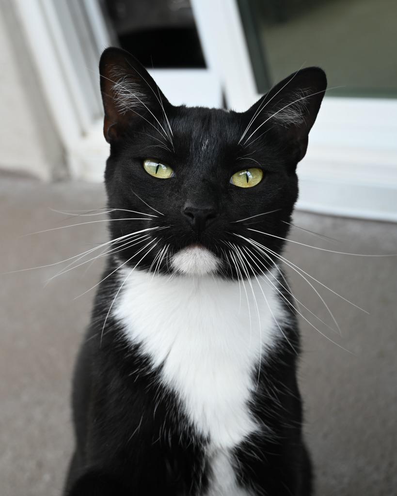 Tux, Adoptable, Young Male Domestic Short Hair.