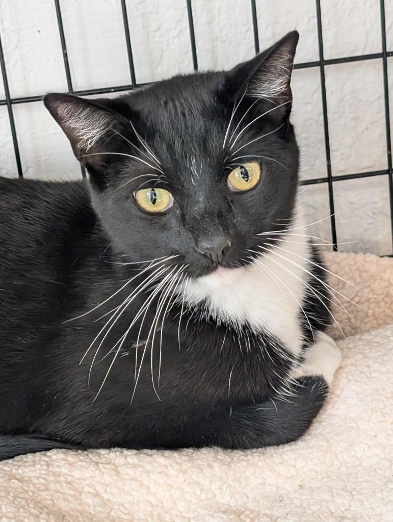 Enlarge Tux, a Adoptable mixed breed in San Pedro, CA image 1/1